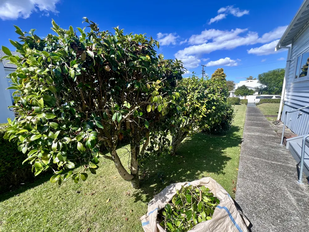 A front garden before the work: an overgrown camellia dominating the path